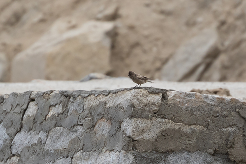 Brandt's Mountain Finch (Leucosticte brandti), photo 5