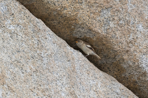 Black-winged Snowfinch (Montifringilla adamsi), photo 3