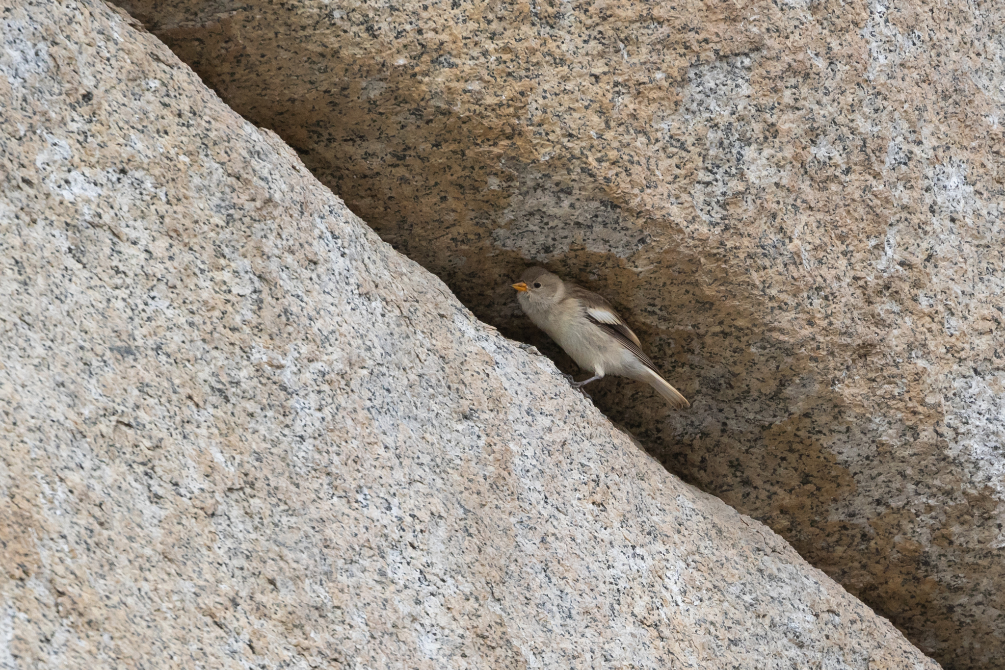 Black-winged Snowfinch (Montifringilla adamsi), photo 3