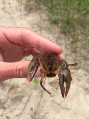 Lacunicambarus nebrascensis