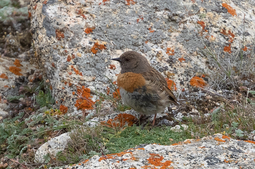 Robin Accentor (Prunella rubeculoides), photo 5