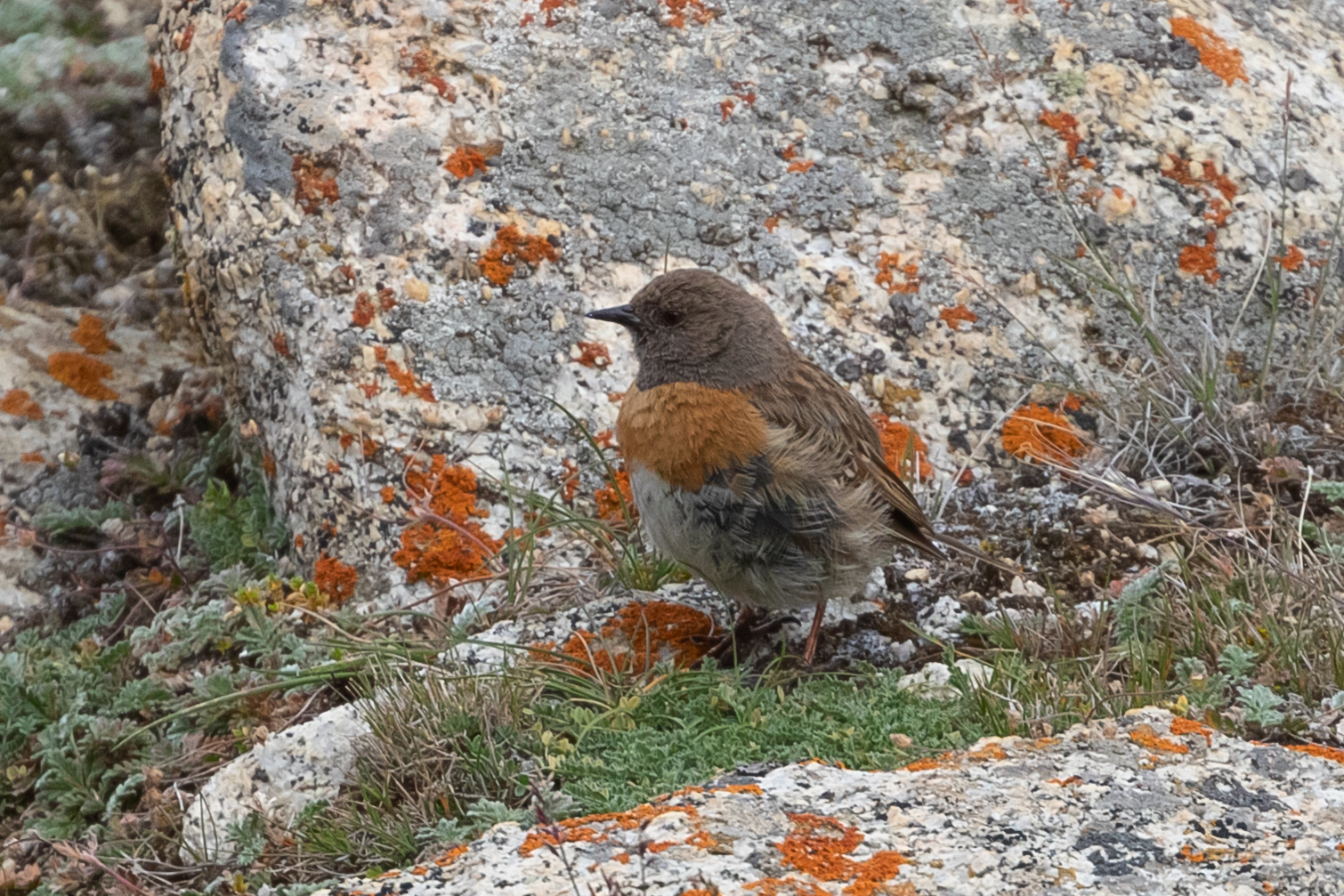 Robin Accentor (Prunella rubeculoides), photo 5