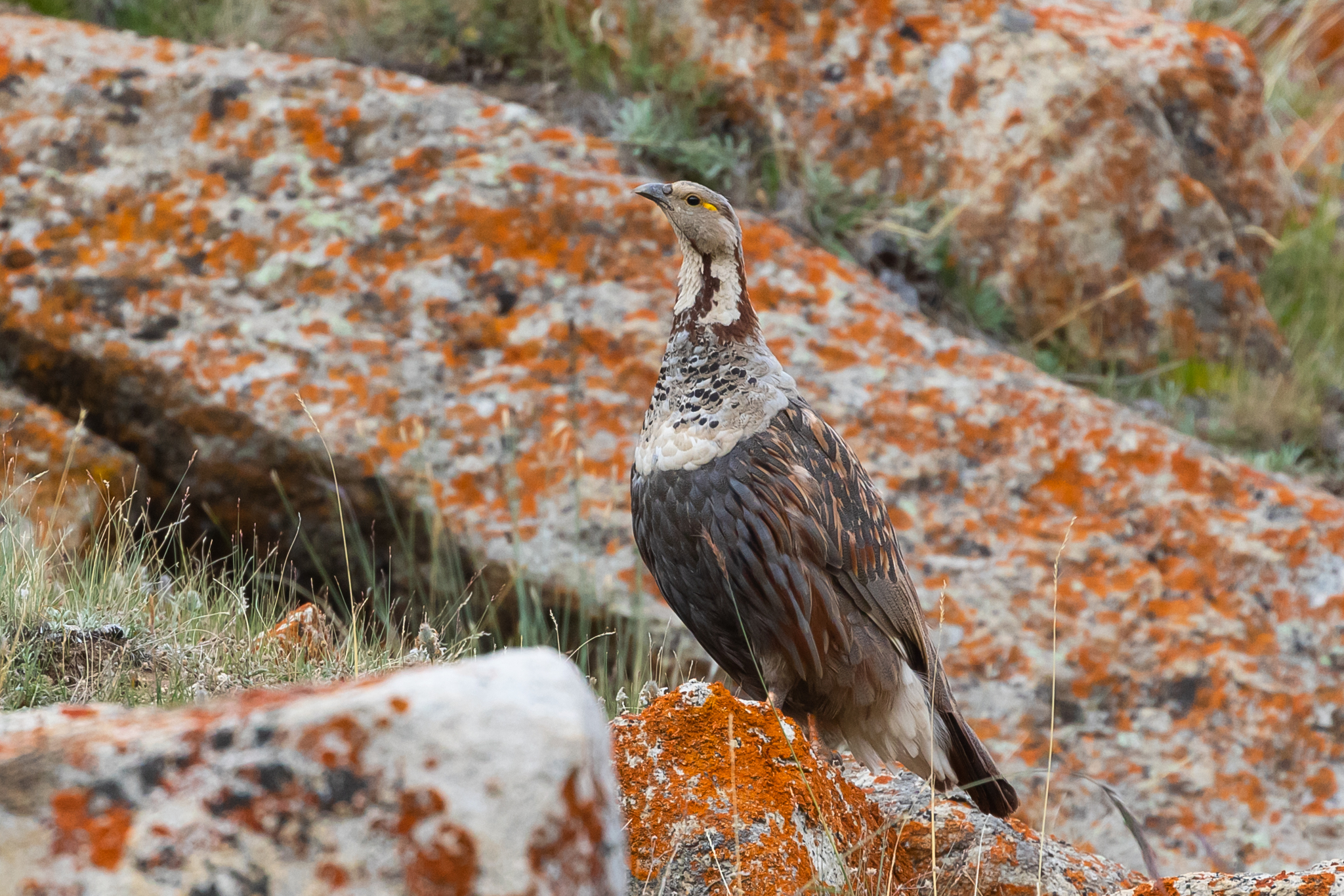 Himalayan Snowcock (Tetraogallus himalayensis), photo 7