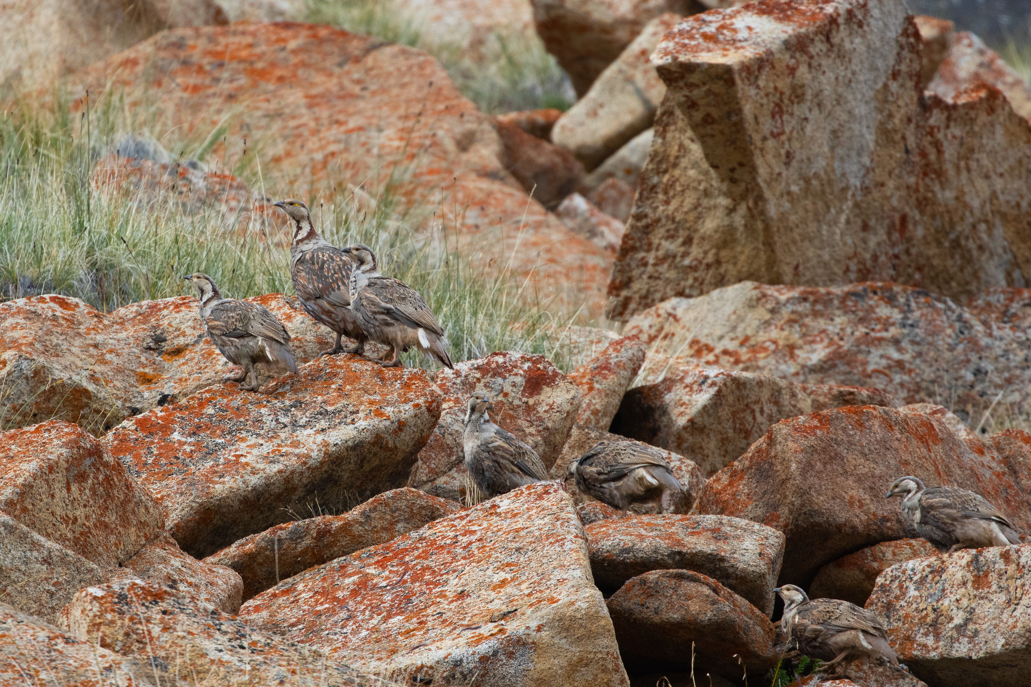 Himalayan Snowcock (Tetraogallus himalayensis), photo 9