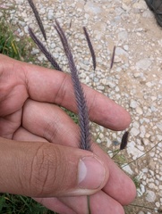 Hordeum nevskianum (Hordeum nevskianum)