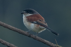 Lanius collurioides
