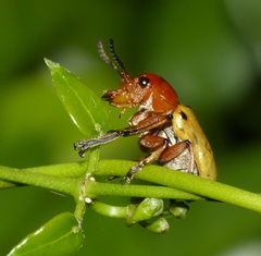 Antipus rufus