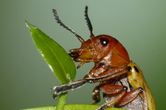 Antipus rufus