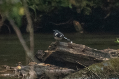 Enicurus schistaceus