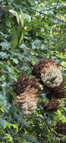 callingcard vine (Entada polystachia)