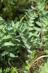 Oxytropis revoluta