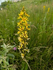 Ligularia subsagittata, photograph (c) Yuri Sofronov, some rights reserved (CC BY)
