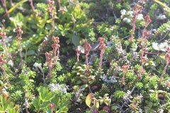 Bryanthus gmelinii