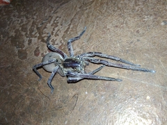 Afroneutria erythrochelis