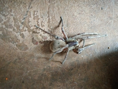 Afroneutria erythrochelis