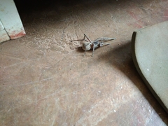 Afroneutria erythrochelis