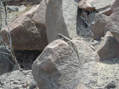 Microlophus atacamensis