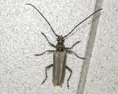 Trachylophus approximator