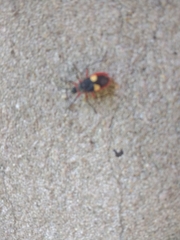 Dysdercus albofasciatus