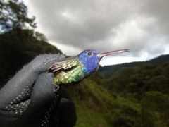 Chrysuronia oenone