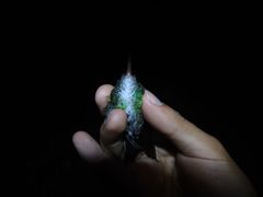 Chrysuronia oenone