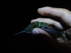 Chrysuronia oenone