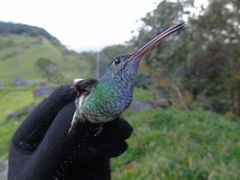 Chrysuronia oenone