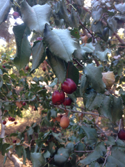 Prunus ilicifolia ilicifolia