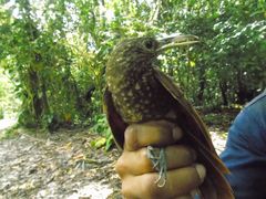 Xiphorhynchus triangularis