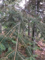 Abies durangensis