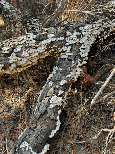 iNaturalist observation photo of hairy curtain crust