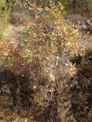 Pistacia terebinthus palaestina