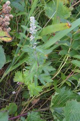 Artemisia montana