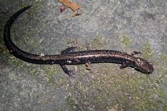 Plethodon richmondi