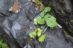Saxifraga bracteata
