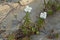 Achillea ptarmica macrocephala