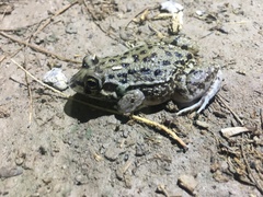 Leptodactylus bufonius