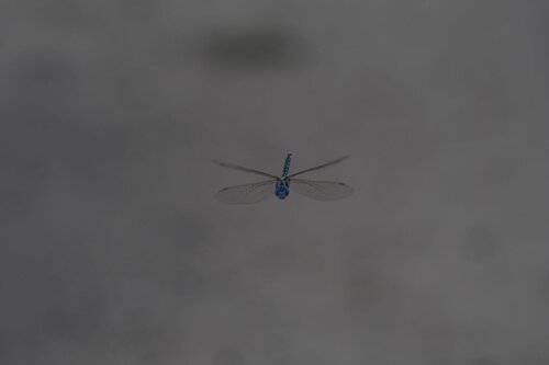 iNaturalist observation photo of Blue-eyed Darner