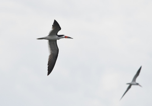iNaturalist observation photo of Black Skimmer