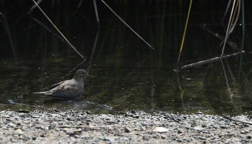 iNaturalist observation photo of Mourning Dove