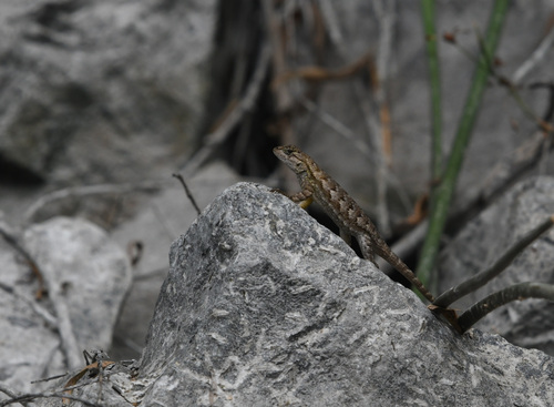 iNaturalist observation photo of Western Fence Lizard