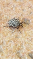Ceutorhynchini