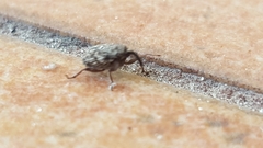 Ceutorhynchini