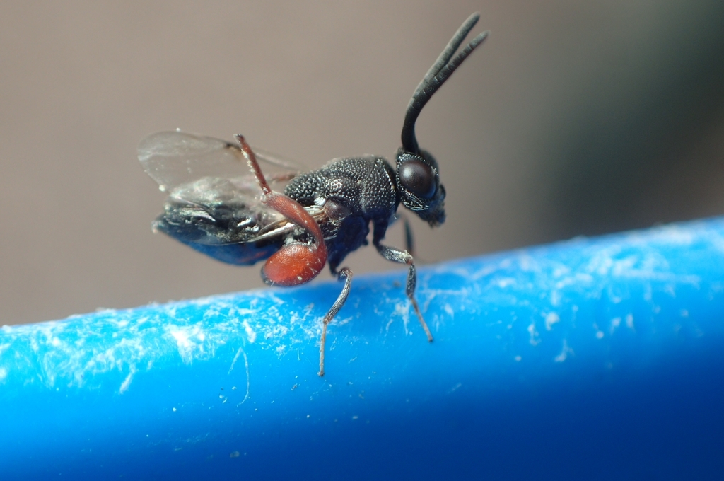 Antrocephalus hypsopygiae