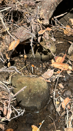 iNaturalist observation photo of California Sister