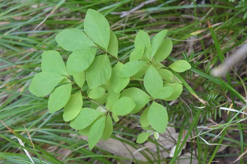 Lonicera sachalinensis iNat (1)