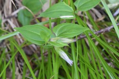 Tripterospermum trinervium