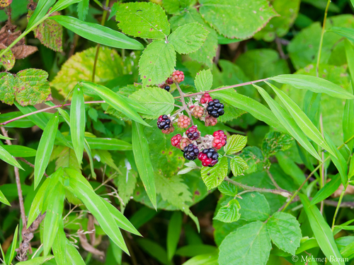 Holy Bramble