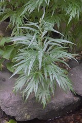 Artemisia tilesii unalaschcensis