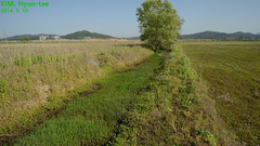Pelophylax chosenicus